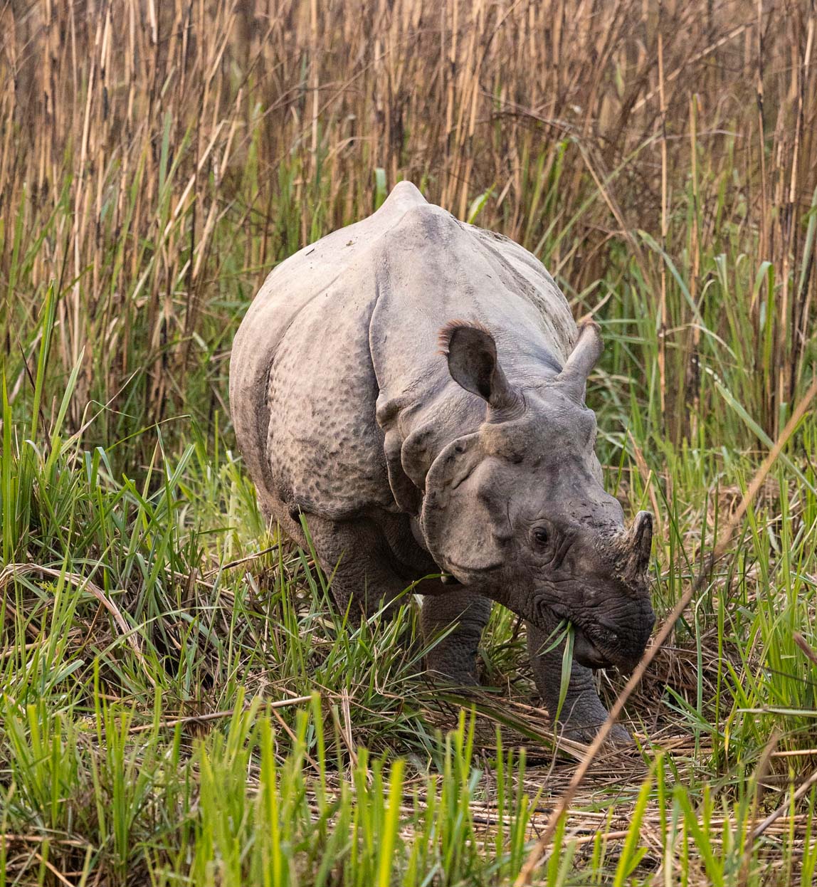 rhino in chitwan national park in nepal