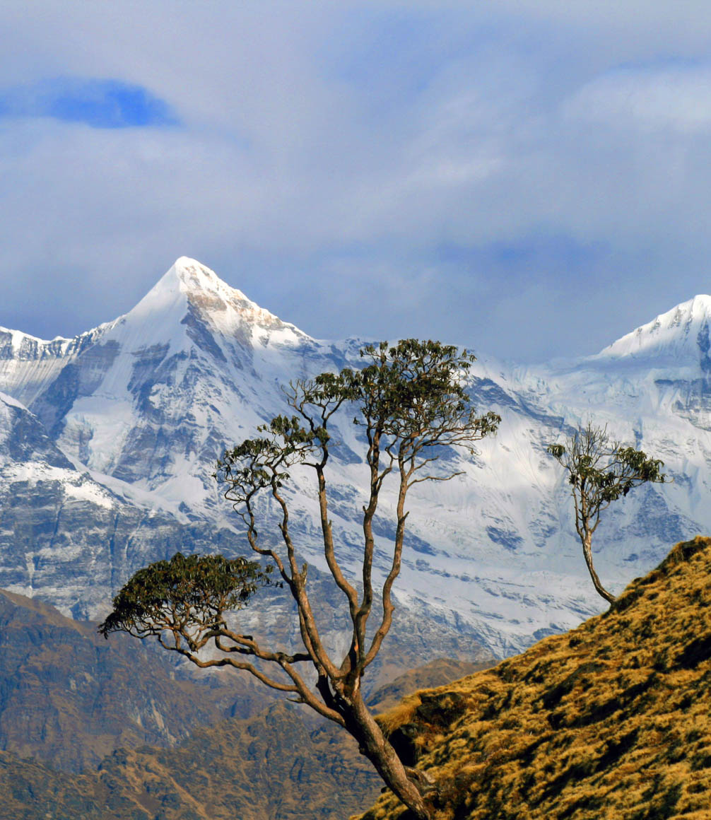 view of the himalayas from the foothills in india