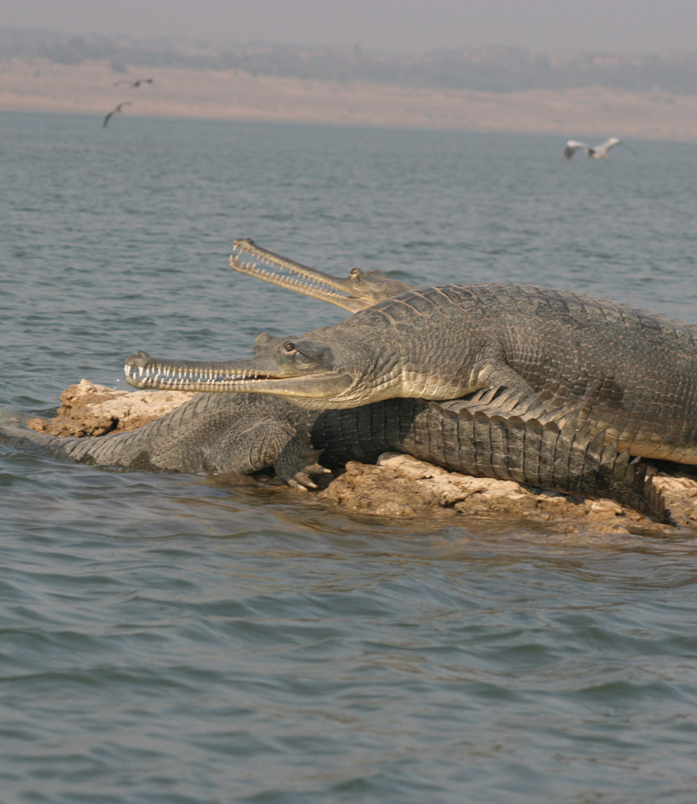 gharial alligators in chambal river in uttar pradesh