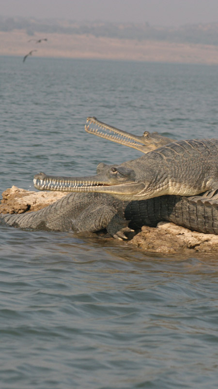 gharial alligators in chambal river in uttar pradesh
