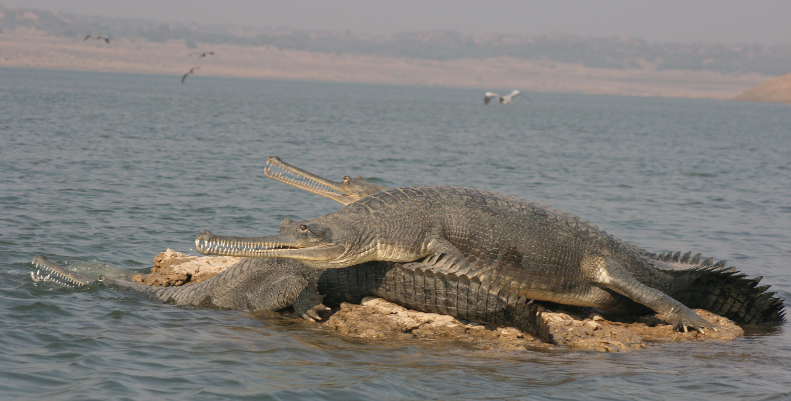 gharial alligators in chambal river in uttar pradesh