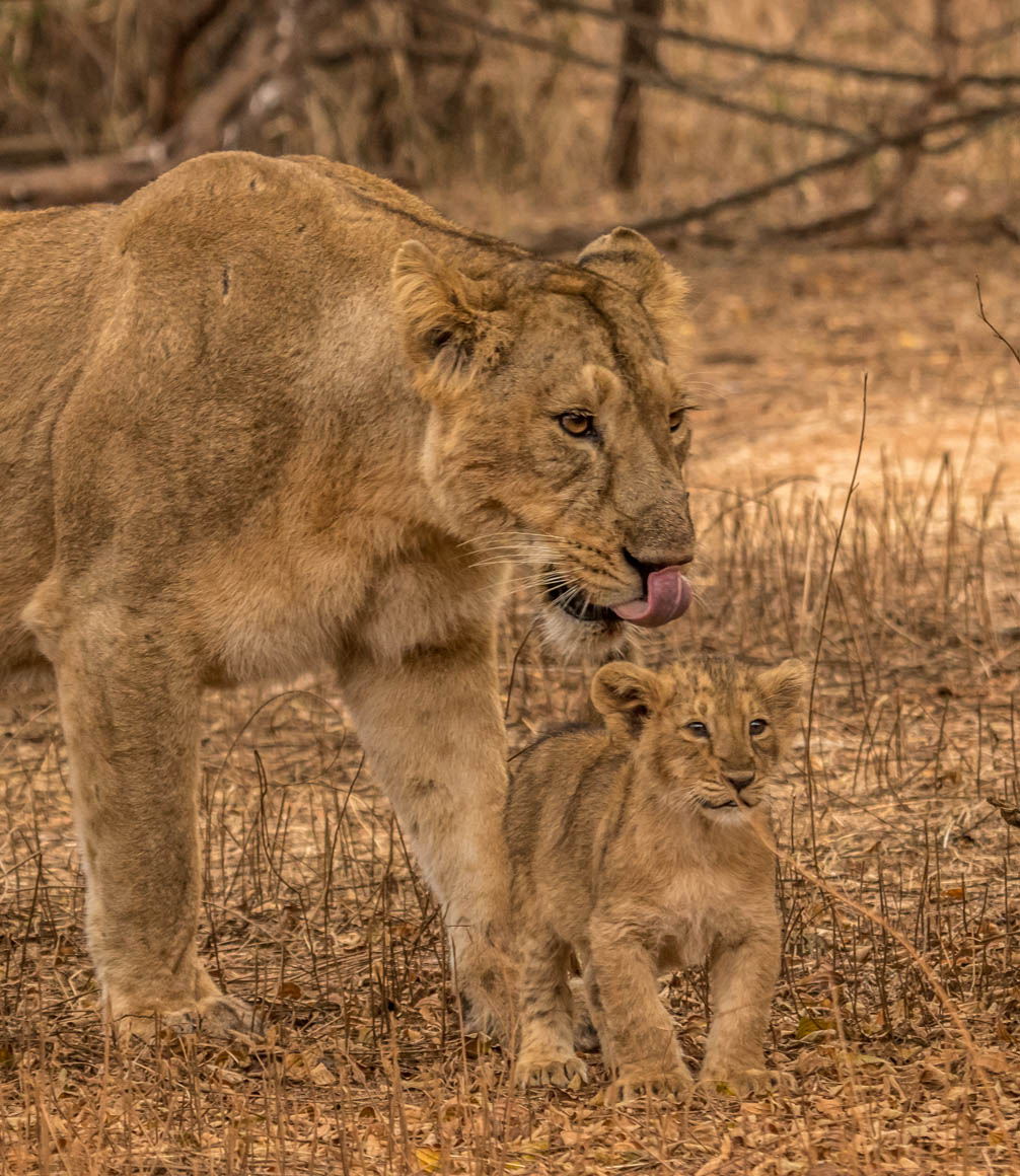 asiatic lion and her cub in gir national park india