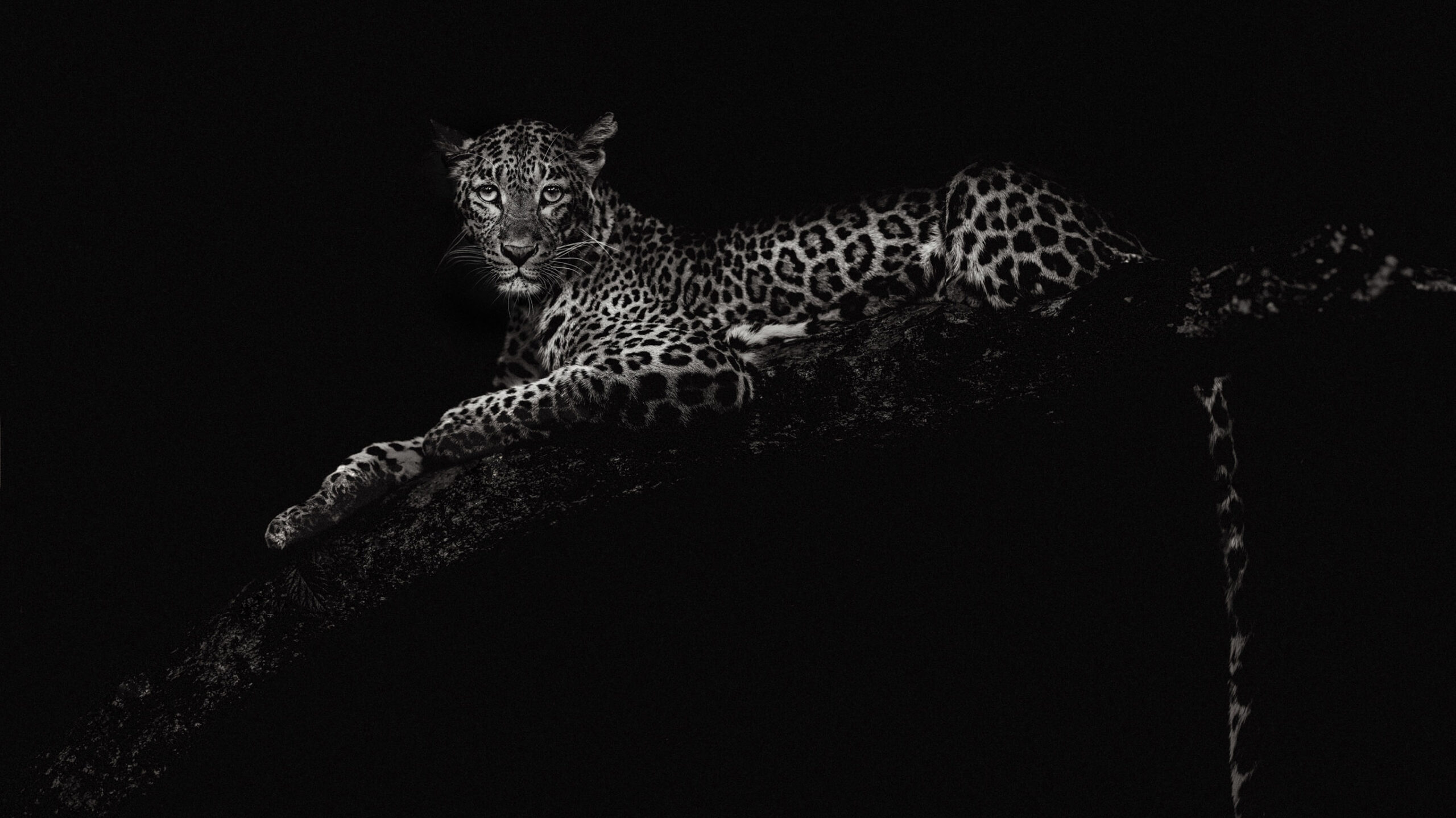 black and white image of leopard captured in tree in india by photographer riyad