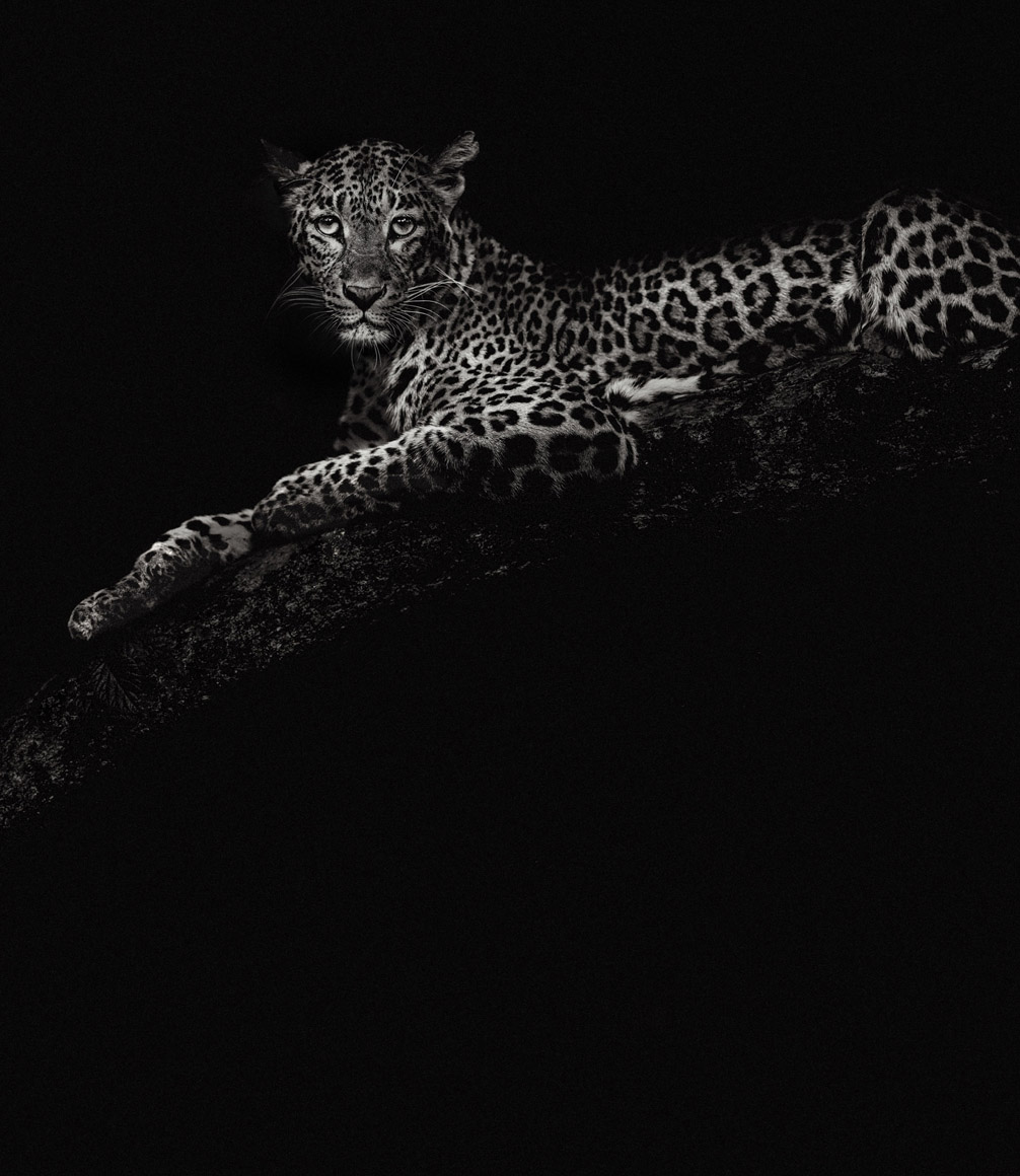 black and white image of leopard captured in tree in india by photographer riyad