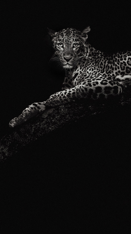 black and white image of leopard captured in tree in india by photographer riyad