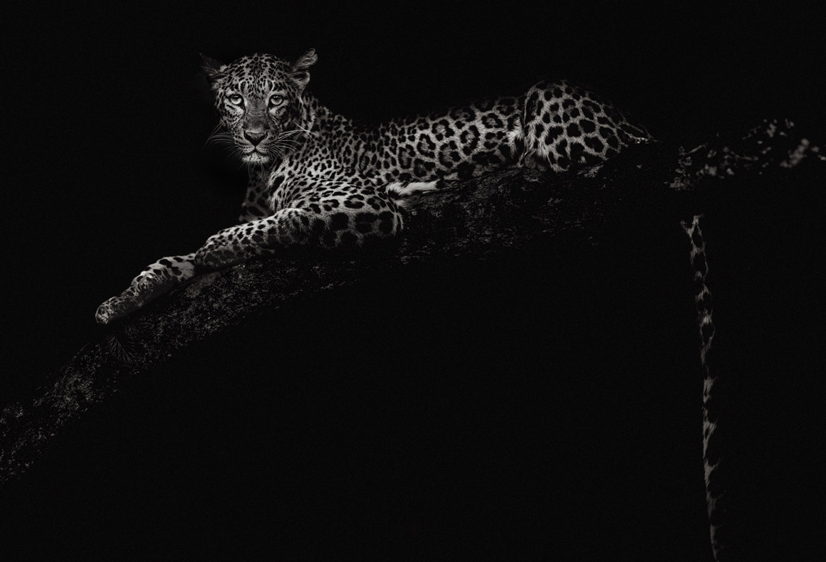 black and white image of leopard captured in tree in india by photographer riyad