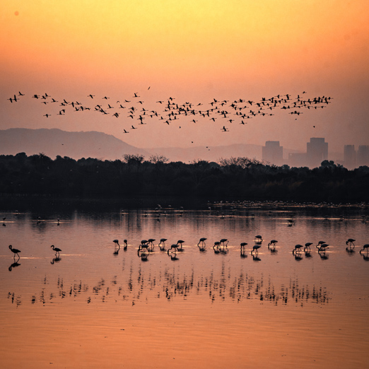 view of mumbai across a lake with flamingoes in the foreground
