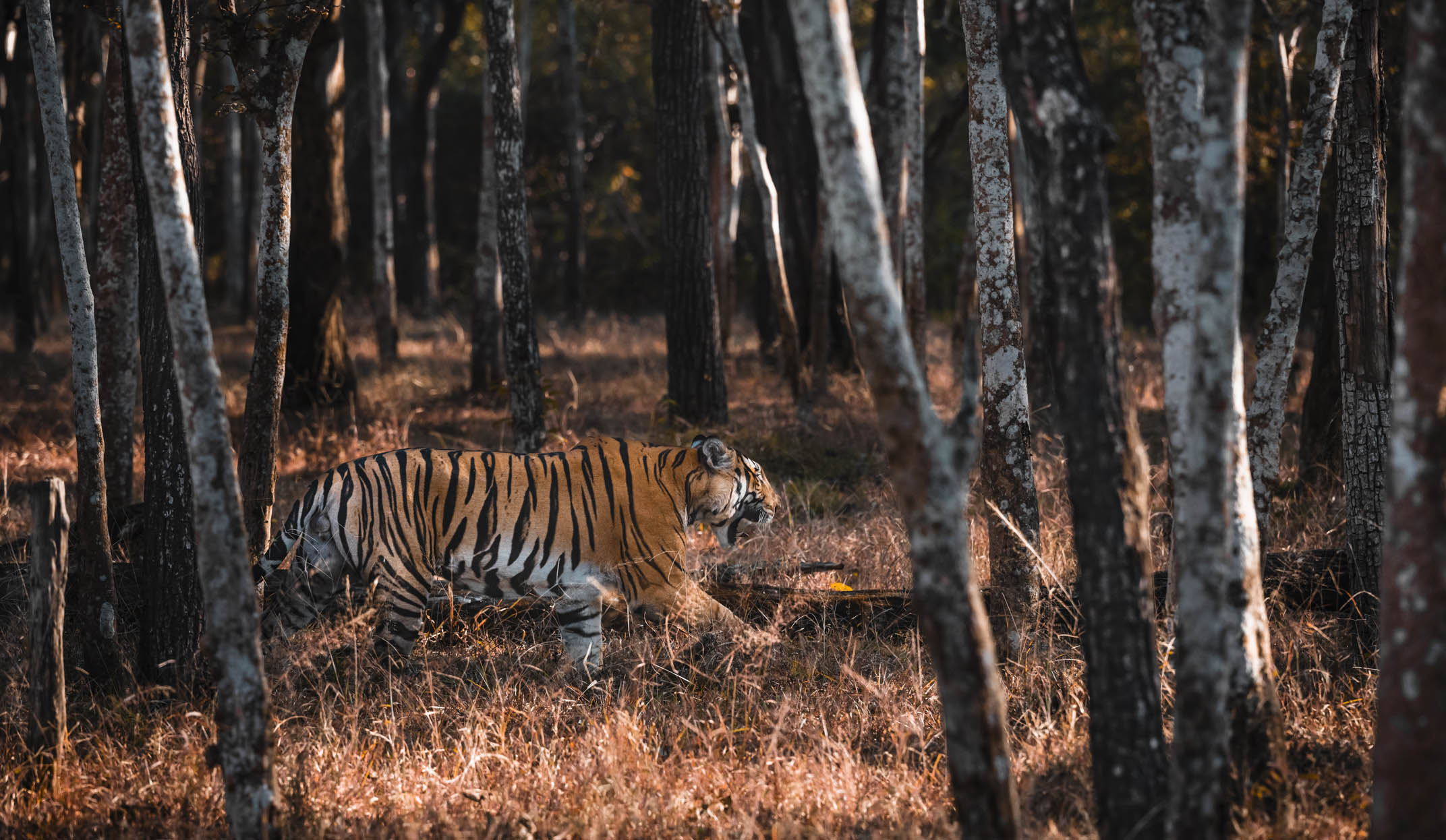 tiger walking through indian forest on a luxury photographic tiger safari