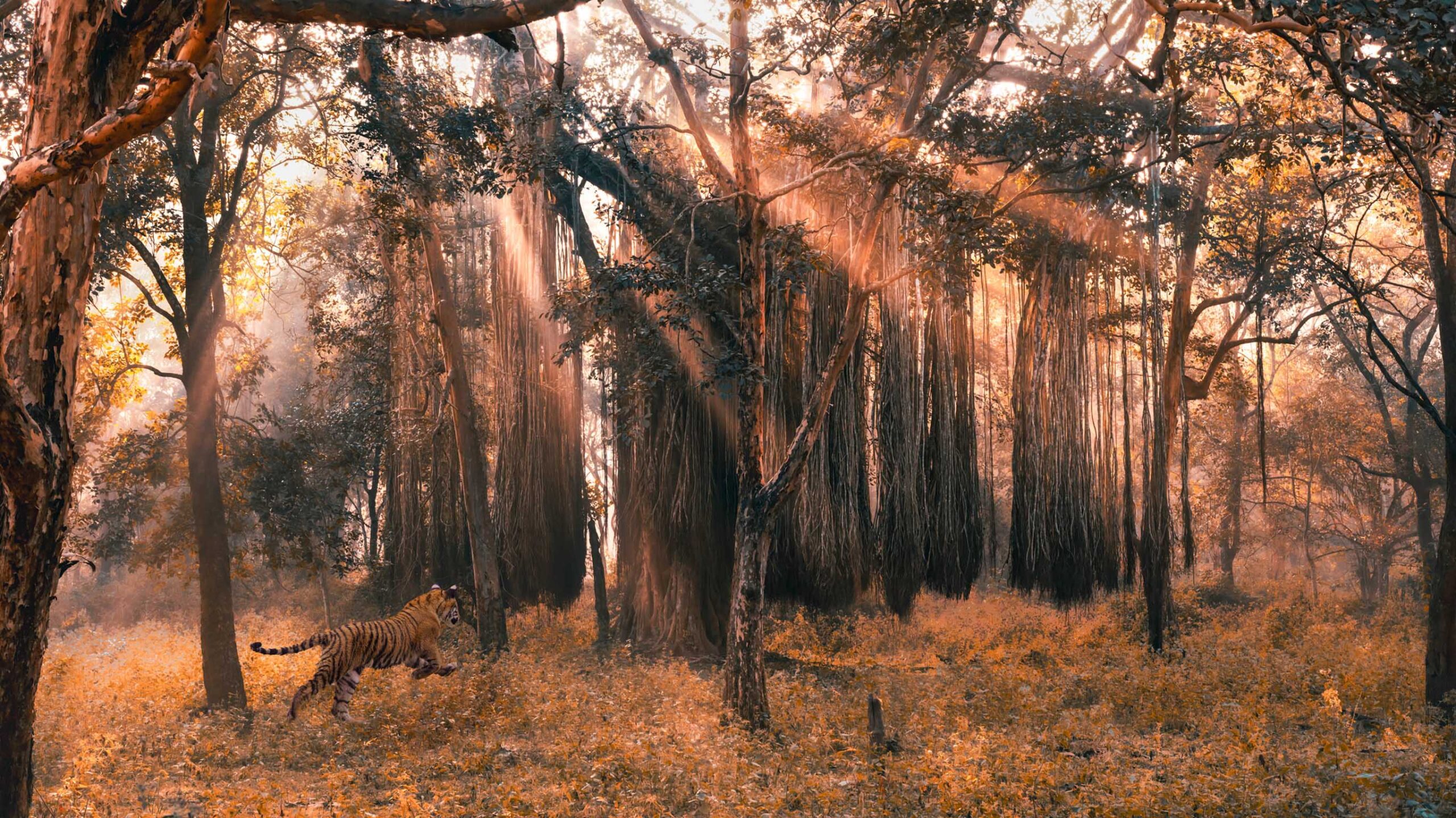 tiger stalking prey through rays of sun in the forest in india captured by photographer riyad