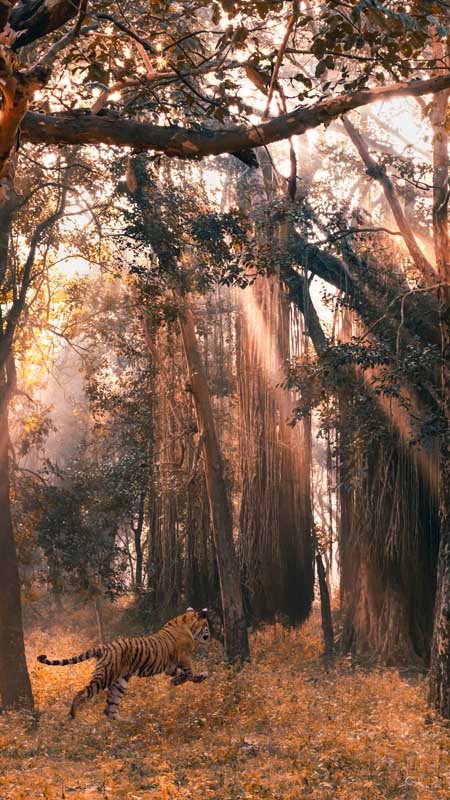 tiger stalking prey through rays of sun in the forest in india captured by photographer riyad