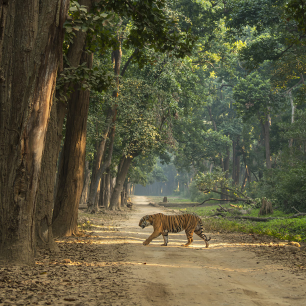 bengal tiger crossing track in jim corbett national park forest reserve uttarakhand india