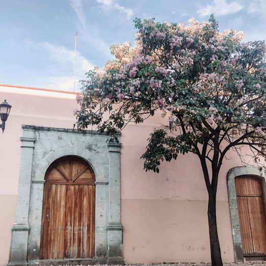 a street in oaxaca in mexico with a tree in blossom