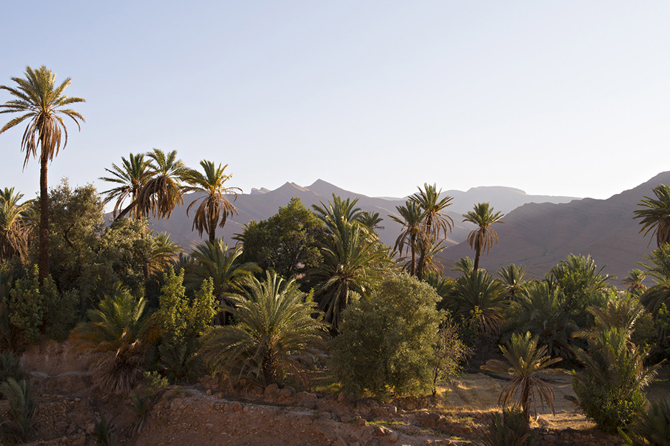 trees of awju valley in morocco