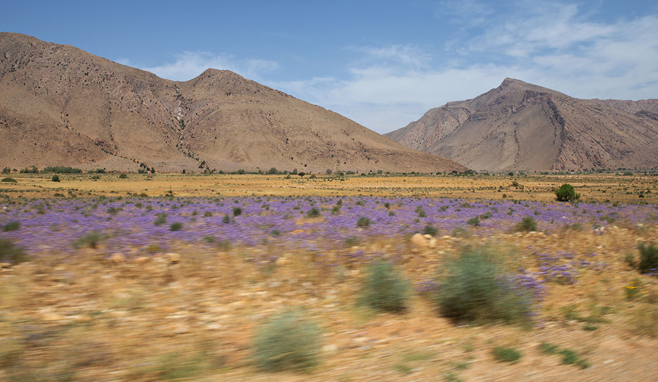 landscape view of road to tighmert with flowers in the desert