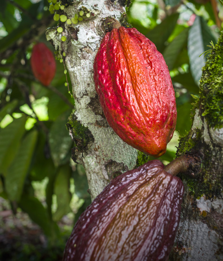 cacao plant with fruits