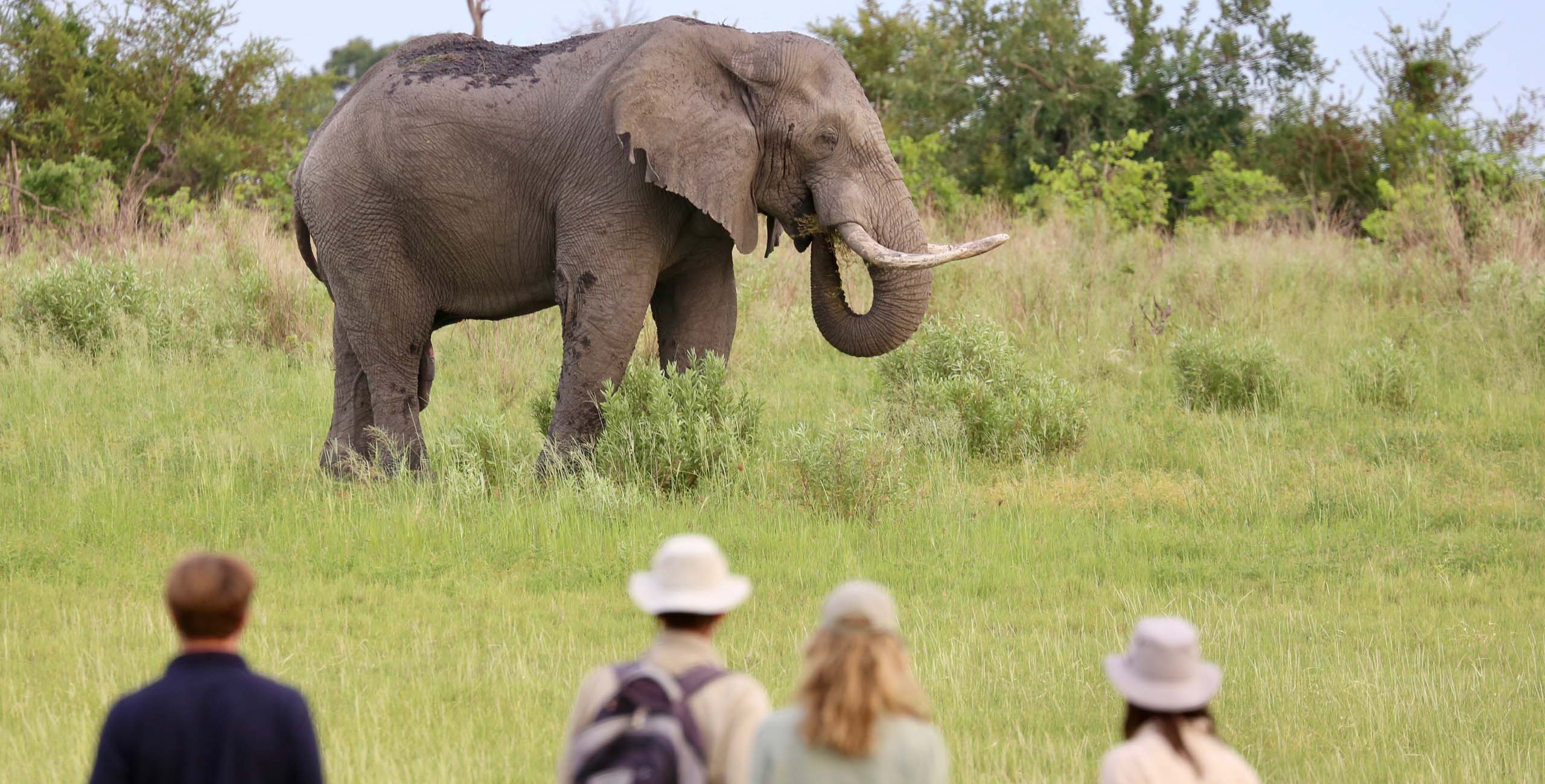 elephant spotted on walking safari in botswana okavango delta