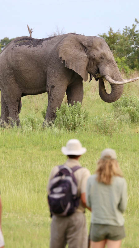 elephant spotted on walking safari in botswana okavango delta