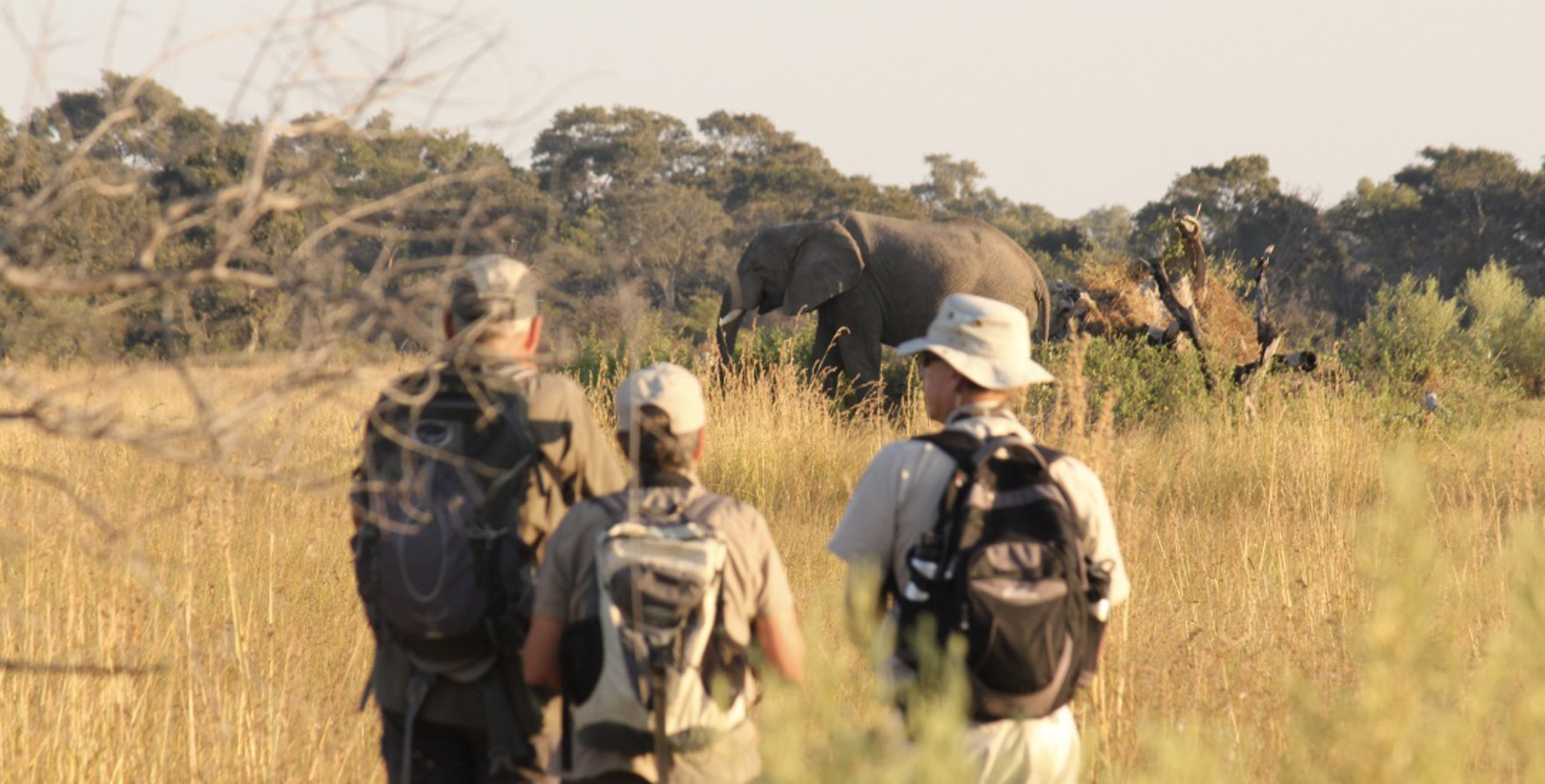 elephant spotted on walking safari in botswana okavango delta