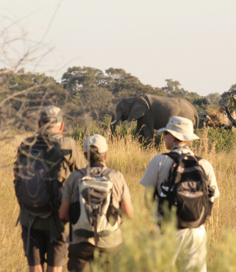 elephant spotted on walking safari in botswana okavango delta
