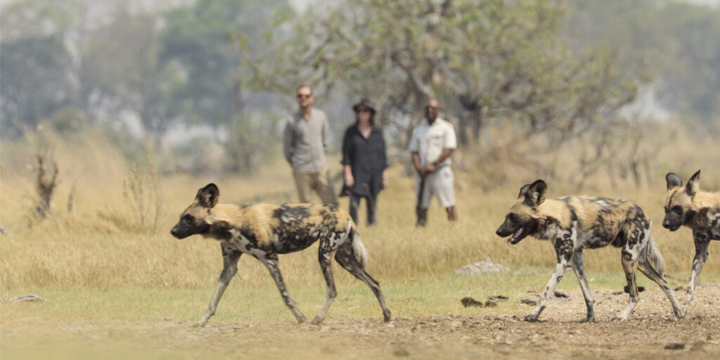 wild dog sighted on walking safari in the okavango delta