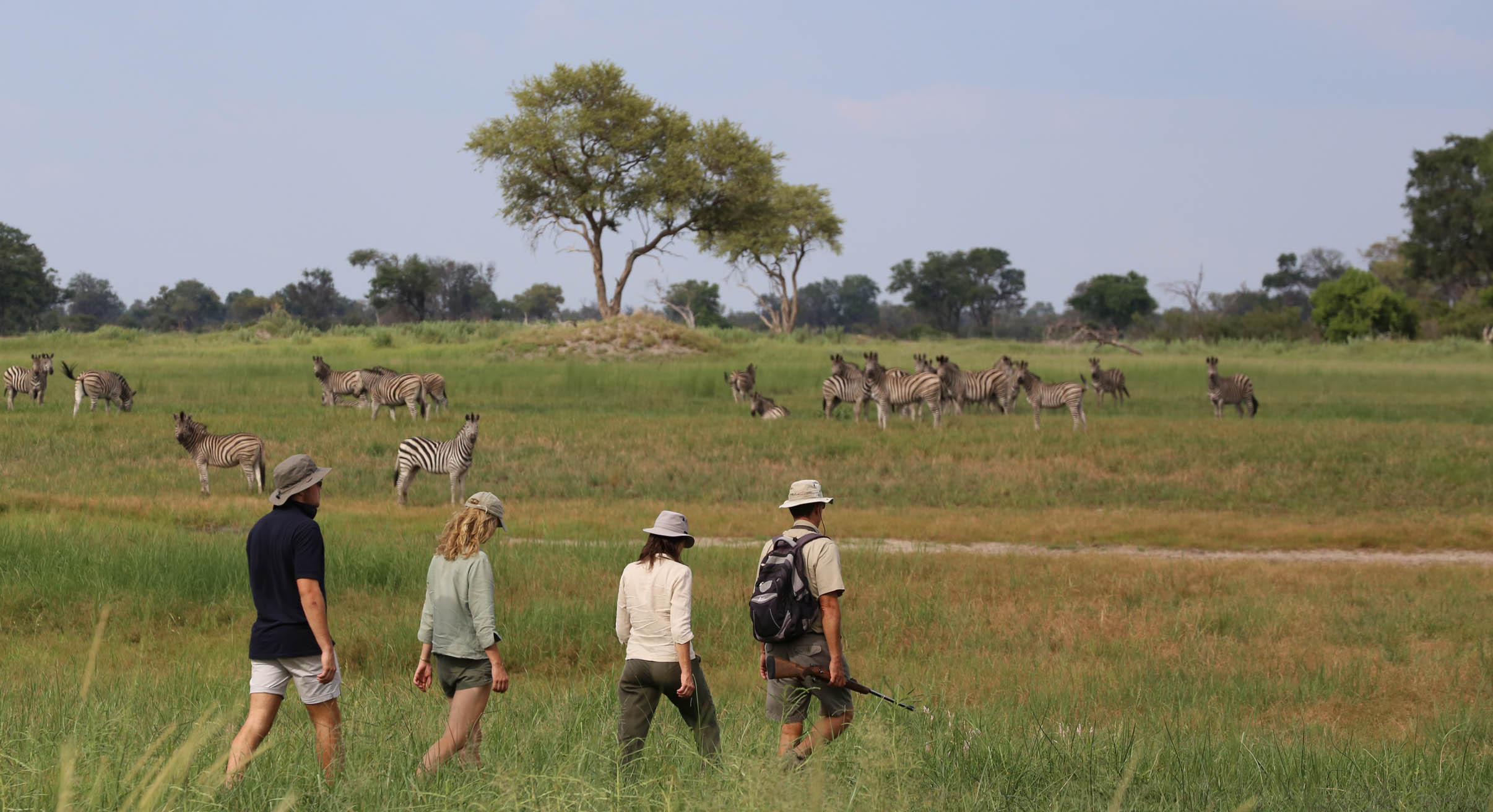sighting of a herd of zebra on a walking safari in the okavango delta