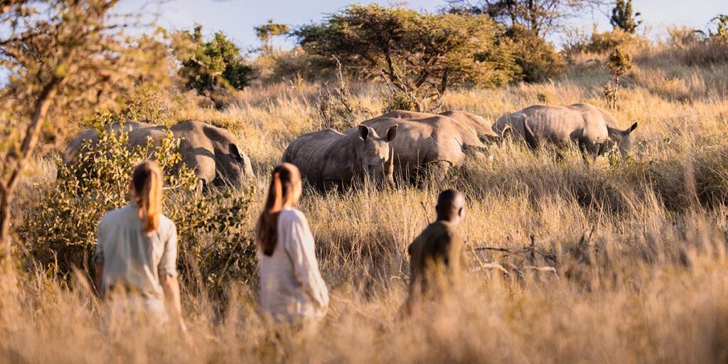 rhino sighting on walking safari in lewa conservancy in kenya