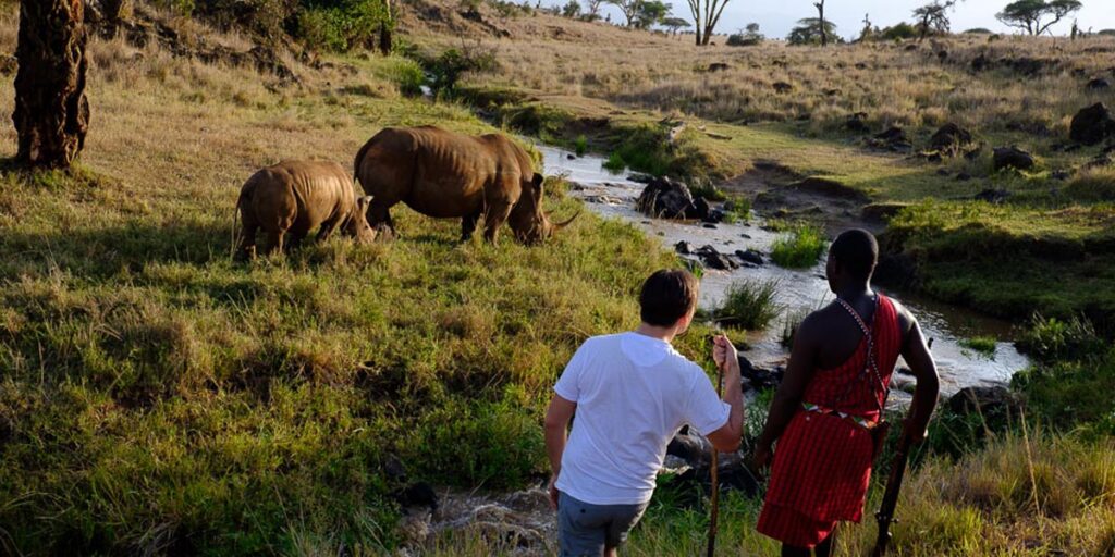 rhino spotted on walking safari with maasai guide in lewa conservancy