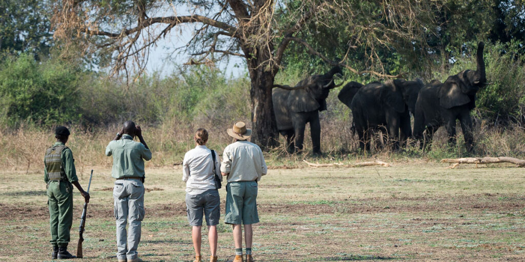 elephant sighting on walking safari in south luangwa in zambia
