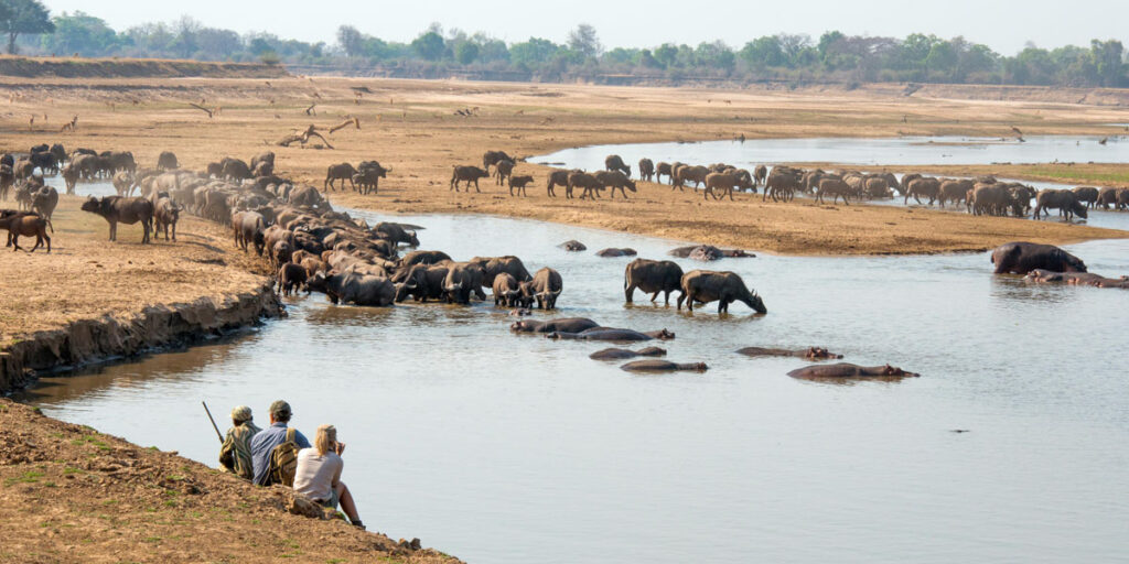buffalo herd drinking in river in south luangwa sighted on a walking safari