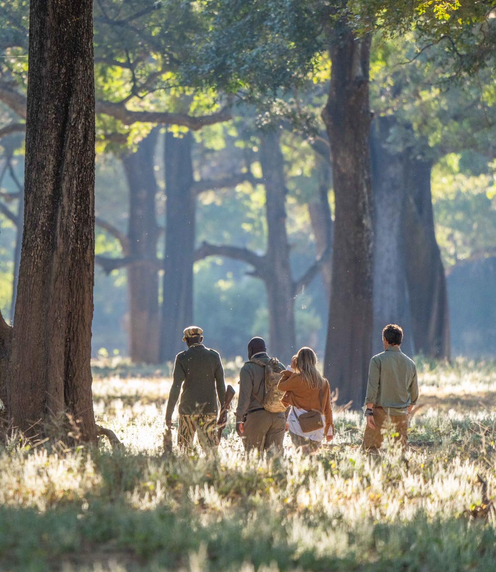 walking safari through south luangwa woodlands