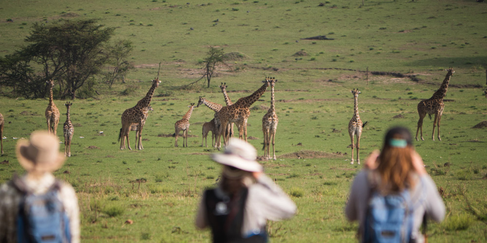 giraffe spotted on serengeti walking safari in tanzania