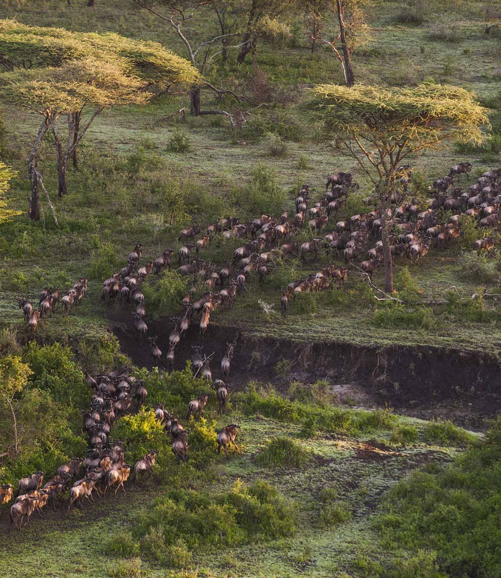 great migration wilde beest in the serengeti plains