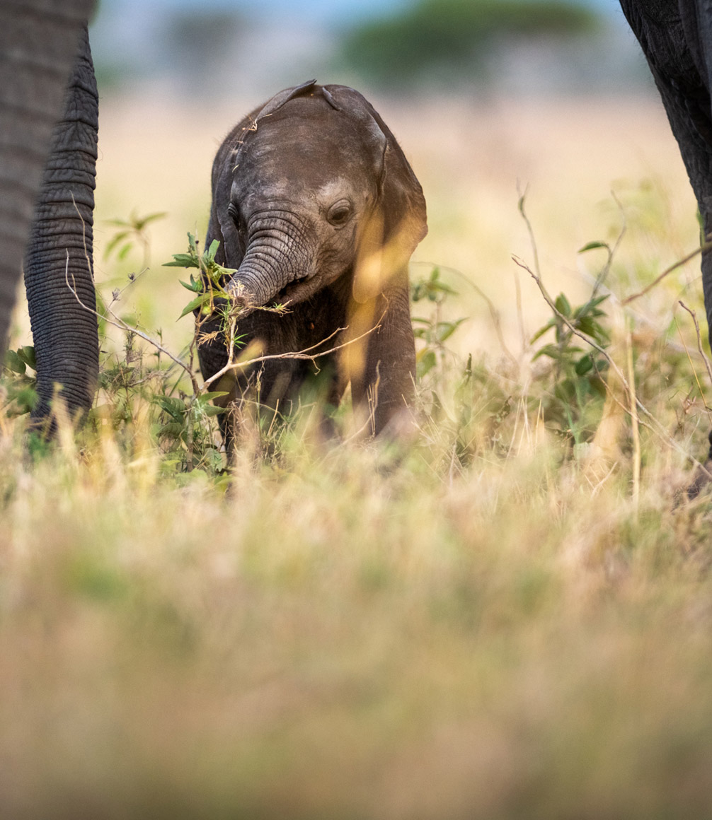 baby elephant spotted on safari in singita grumeti reserves tanzania