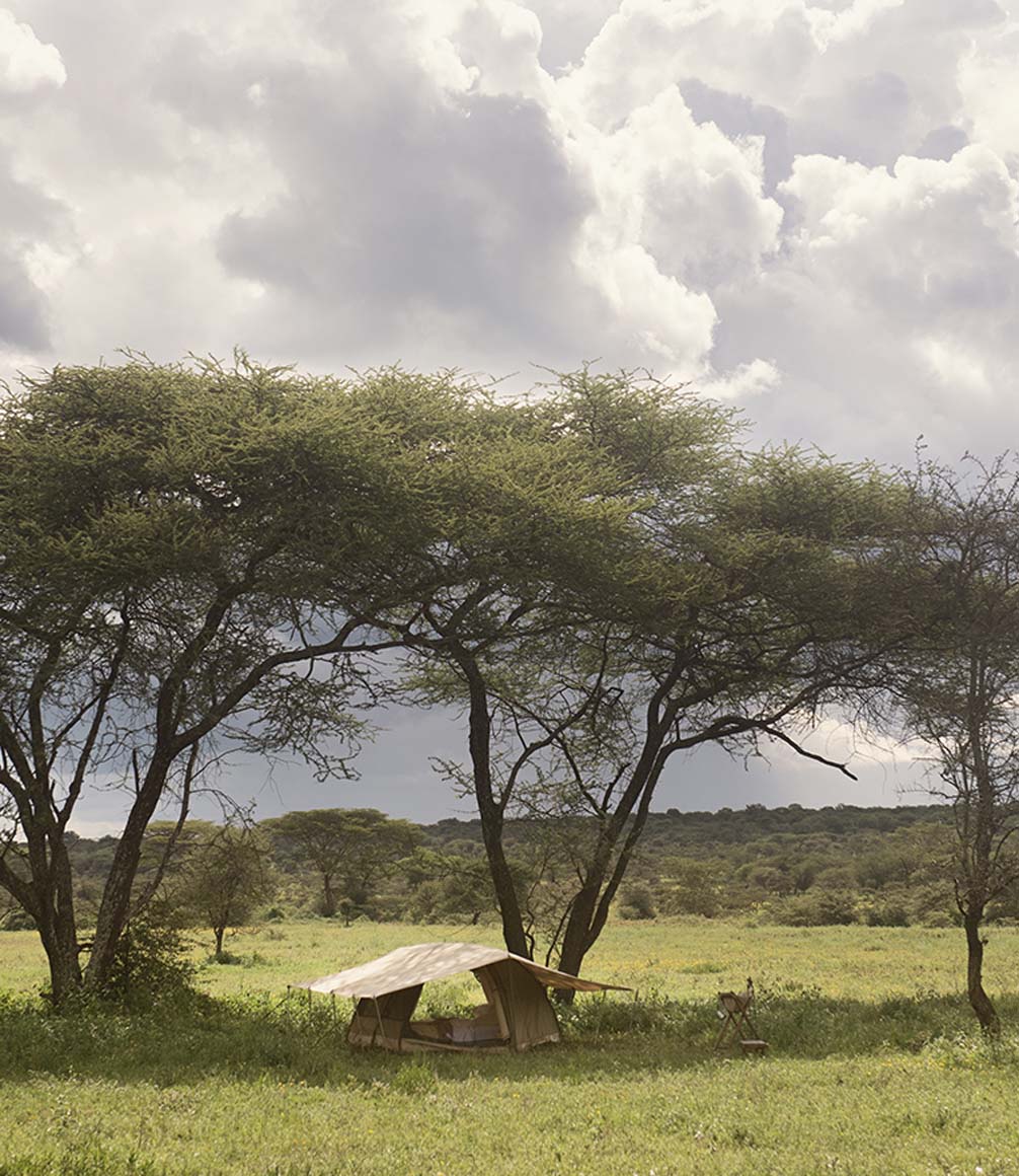mobile camp set up under a tree in the serengeti on a family walking safari