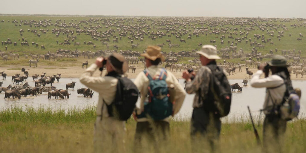 great migration sighting on a walking safari in serengeti conservancy 