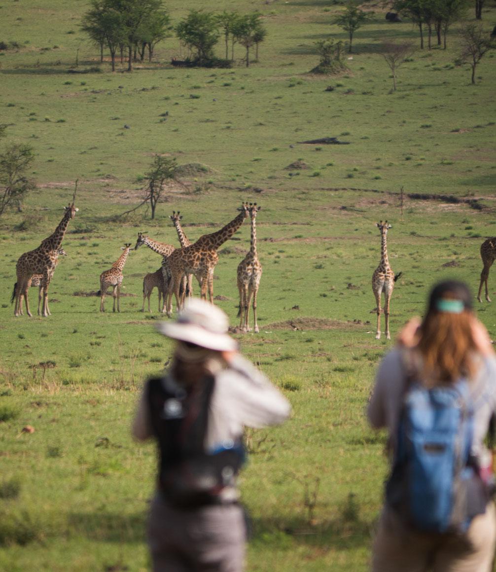 giraffe sighting on walking safari in the serengeti with wayo