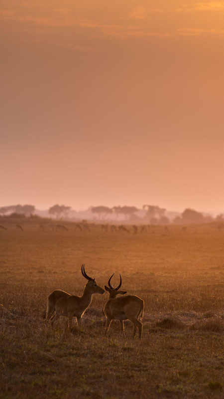 busanga plains at sunrise with red lechwe in foreground