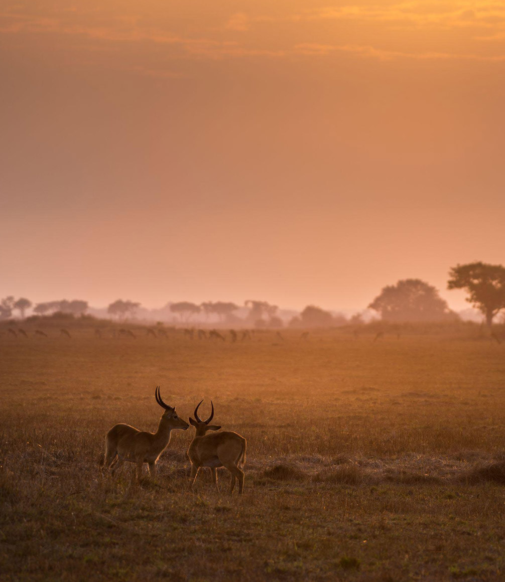 busanga plains at sunrise with red lechwe in foreground