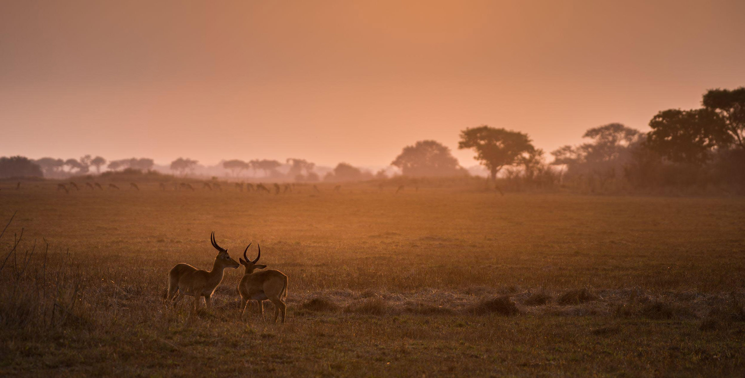 busanga plains at sunrise with red lechwe in foreground
