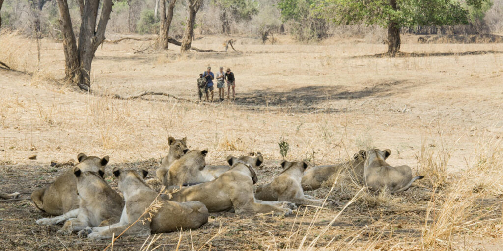 lion pride sighted on walking safari in south luangwa national park 