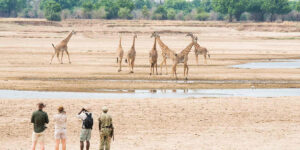 walking safari in zambia south luangwa with giraffe sightings