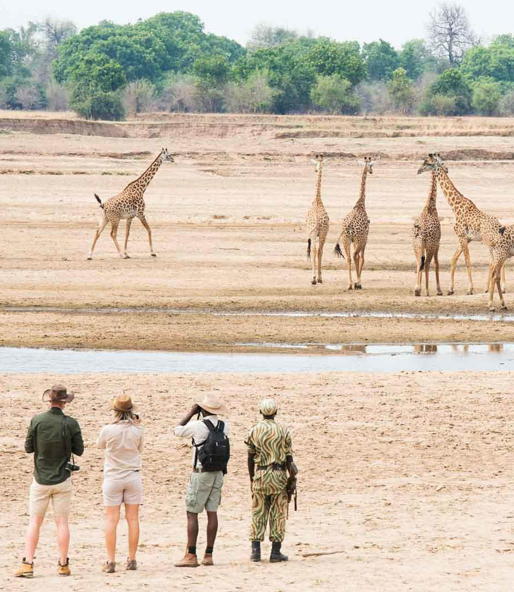 walking safari in zambia south luangwa with giraffe sightings