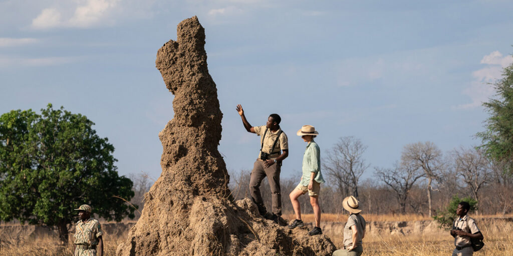 inspecting a termite mound on walking safari in zambia with expert naturalist guides