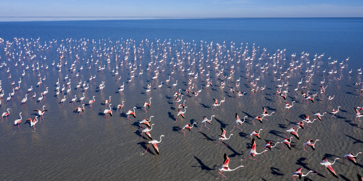 flamingoes in the makgadikgadi pans rainy season