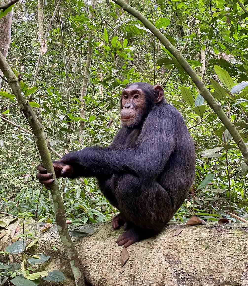 chimp sighted on safari in kibale forest uganda