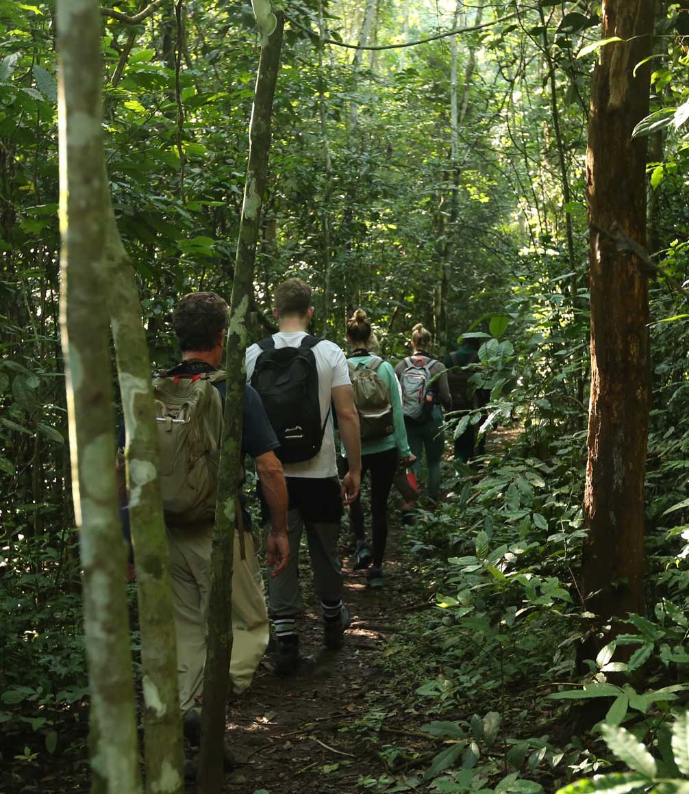 hiking through bwindi forest in uganda between sectors