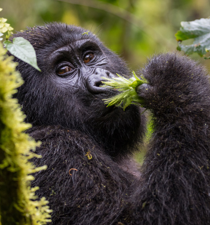 Close-up of a Mountain Gorilla in the Bwindi Impenetrable National Park, Uganda