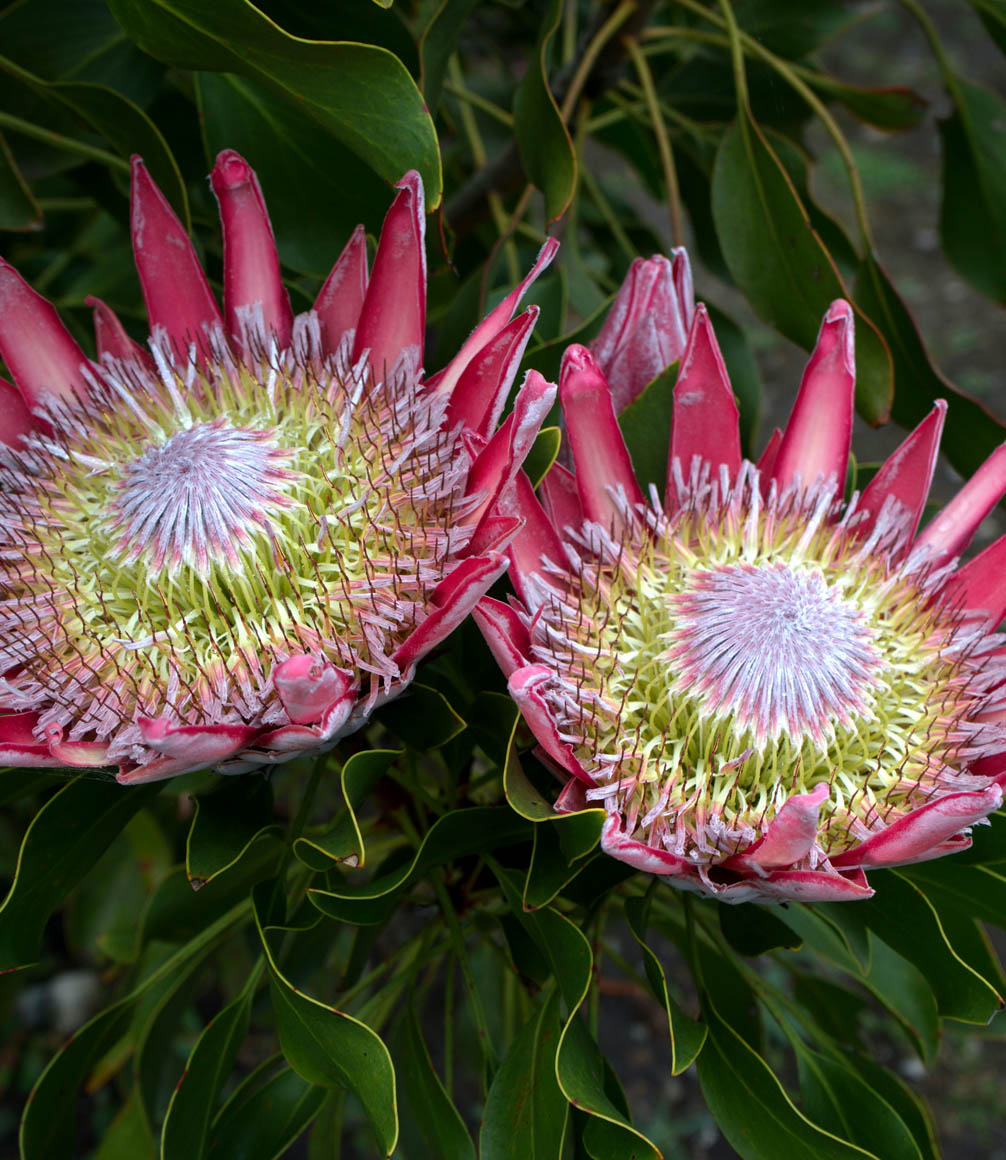 fynbos flowers in south africa