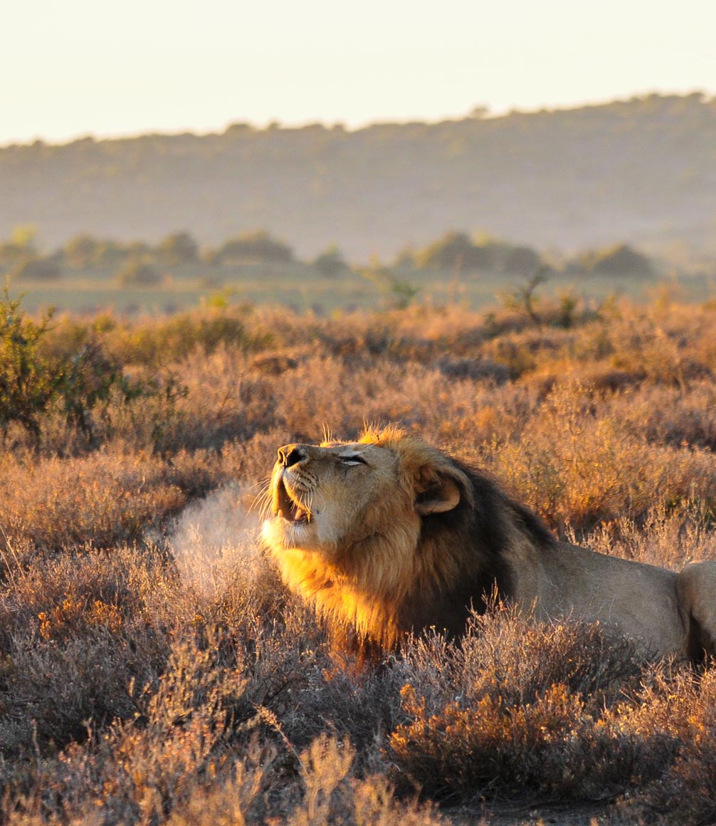 lion roaring in kwandwe reserve in south africa