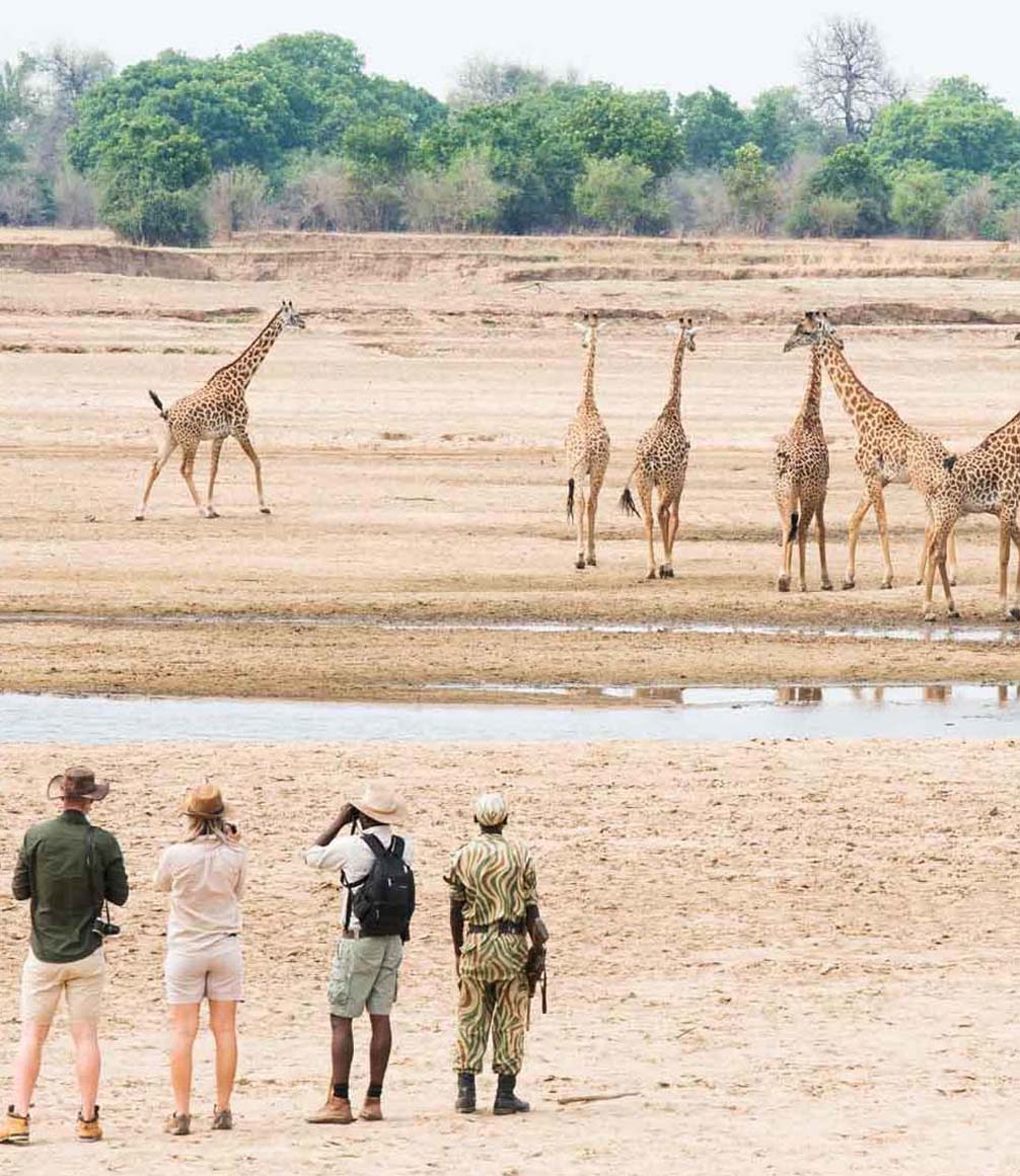 giraffe in a dry river bed on walking safari in zambia